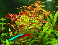 Ludwigia repens 